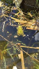 Pelophylax lessonae