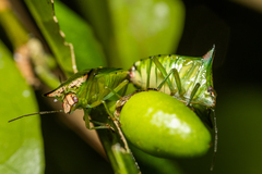 Anaca fasciata