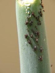 Neotoxoptera formosana