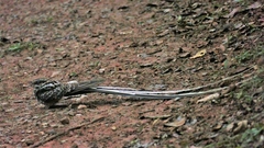 Macropsalis forcipata