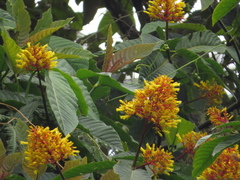Palicourea guianensis