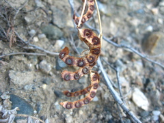 Hippocrepis ciliata