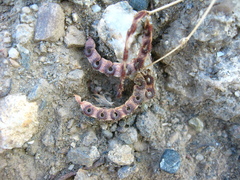 Hippocrepis ciliata