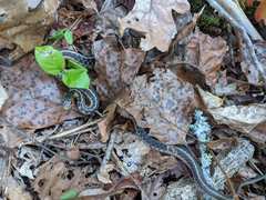 Thamnophis sirtalis