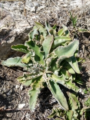 Thompsonella minutiflora