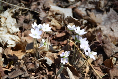 Hepatica