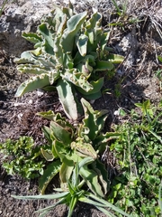 Thompsonella minutiflora
