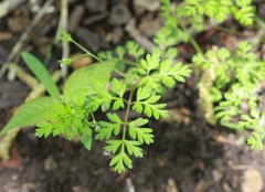 Chaerophyllum procumbens