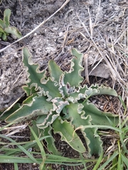 Thompsonella minutiflora