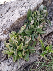 Thompsonella minutiflora