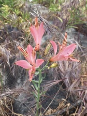 Alstroemeria ligtu