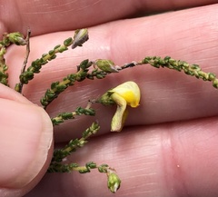 Aspalathus microphylla