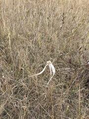 Rhynchospora latifolia