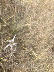 Rhynchospora latifolia