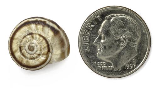 Eastern Heath Snail