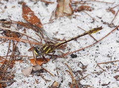 Phanogomphus minutus