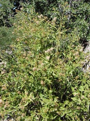 Koanophyllon palmeri