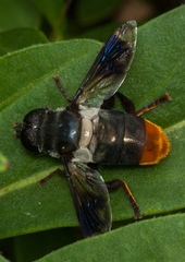 Senaspis haemorrhoa