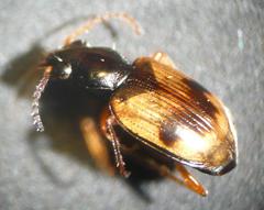 Bembidion pallidipenne