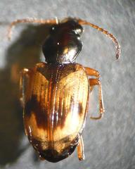 Bembidion pallidipenne