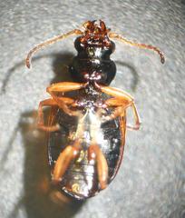 Bembidion pallidipenne