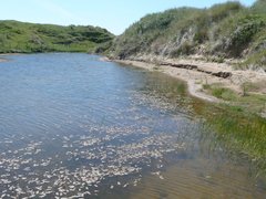 Bembidion pallidipenne