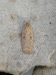 Agonopterix yeatiana