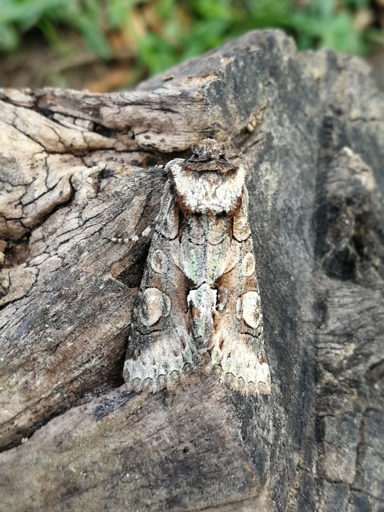 Allophyes alfaroi