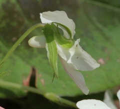 Viola striata