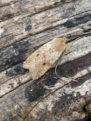 Agrochola blidaensis