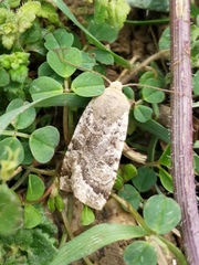 Conistra daubei