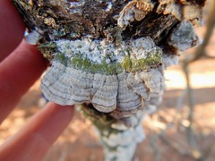 Cerrena unicolor image