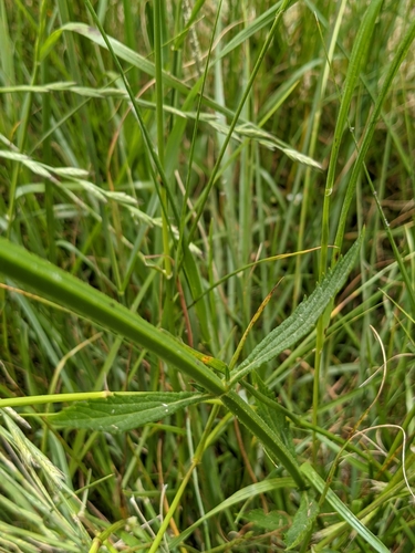 Verbena bonariensis image