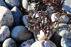 Odonthalia washingtoniensis