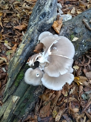Pleurotus ostreatus
