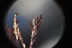 Odonthalia washingtoniensis