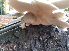 Pleurotus ostreatus