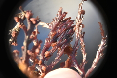 Odonthalia washingtoniensis