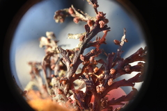 Odonthalia washingtoniensis