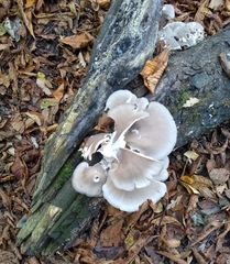Pleurotus ostreatus