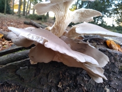 Pleurotus ostreatus