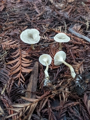 Spodocybe trulliformis