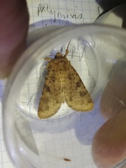 Amphipyra effusa