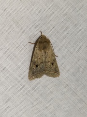 Agrochola blidaensis