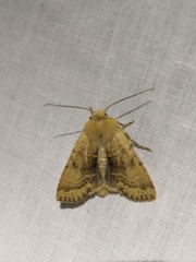 Conistra daubei