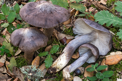 Entoloma bloxamii