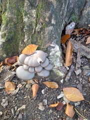 Pleurotus ostreatus