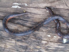 Atractus crassicaudatus