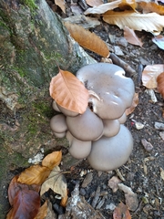 Pleurotus ostreatus