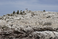 Spheniscus humboldti